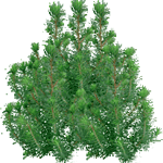 Pinija