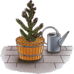 Pinija