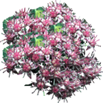 Pisanolistna homulica