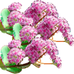 Pisanolistna homulica