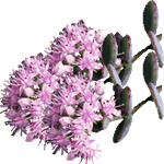 Pisanolistna homulica