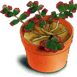 Pisanolistna homulica