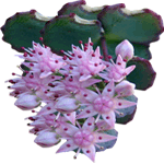 Pisanolistna homulica