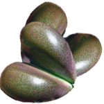 Pleiospilos