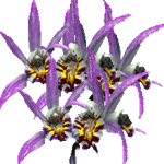 Plejona