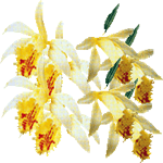 Plejona