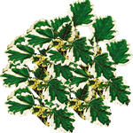 Plektrant