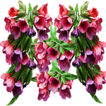 Pljučnik