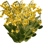 Pomladanski jeglič