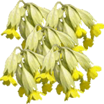 Pomladanski jeglič