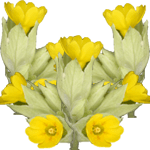 Pomladanski jeglič
