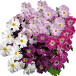 Primula praenitens