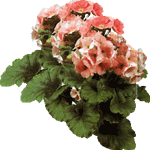 Primula praenitens