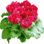 Primula praenitens