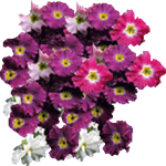 Primula praenitens