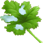 Primula praenitens