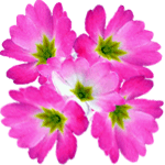 Primula praenitens