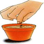 Repati ščir