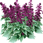 Salvija