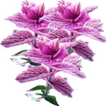 Salvija