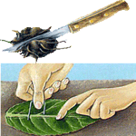 Siningija