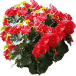 Begonija