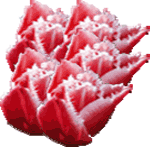 tulipane