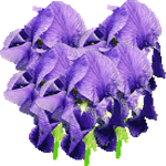 perunike