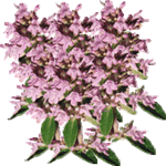 Timijan
