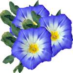 Tribarvni slak