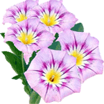 Tribarvni slak