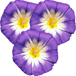 Tribarvni slak