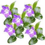 Veliki zimzelen