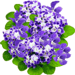 Vijolice