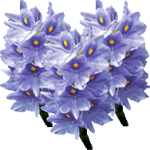 Vodna hijacinta