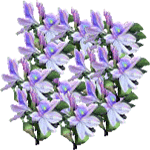 Vodna hijacinta