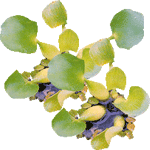 Vodna hijacinta