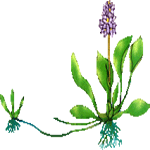 Vodna hijacinta