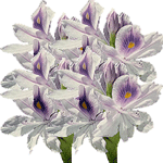 Vodna hijacinta