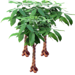 Vodna pahira