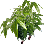 Vodna pahira