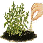 Žajbelj