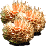 Zavitolistni sagovec