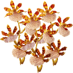 Zigopetalum