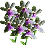 Zigopetalum