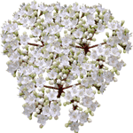 Zimzelena brogovita