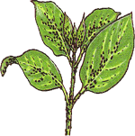 Zimzelena brogovita